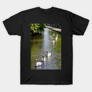 Swans on Parade T-Shirt